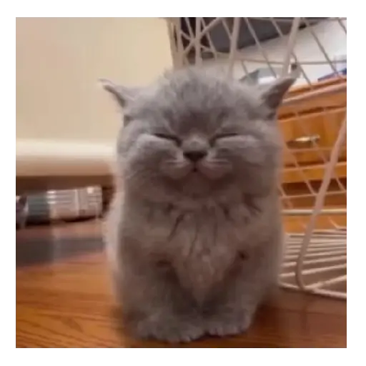 Gatos Memes 😼❤️ 7