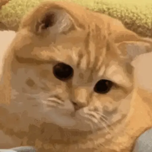 😻 Michis Gatos funny 🐈🐈‍⬛ 2