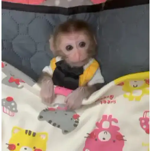 Monitos bonitos y tiernos🥰💕  16