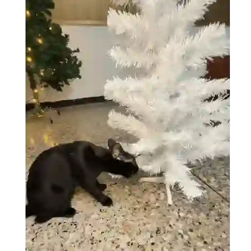 Gata loca 🤨🌲 4