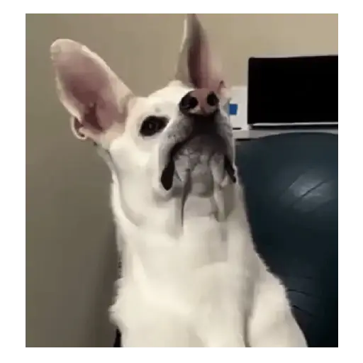 Gatos y Perros expresivos 😍❤️ 2