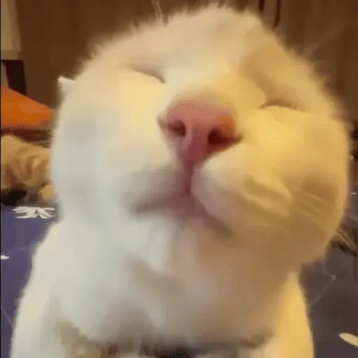 Gatos 🐈‍⬛🐈Michis Funny 2😸 8