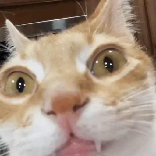 Gatos 😸🐈‍⬛ Michis funny 3🐈 4