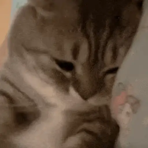 😻 Michis Gatos funny 🐈🐈‍⬛ 9