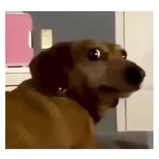 Gatos y Perros expresivos 😍❤️ 6