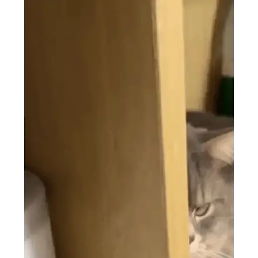 Gatos y Perros expresivos 😍❤️ 13
