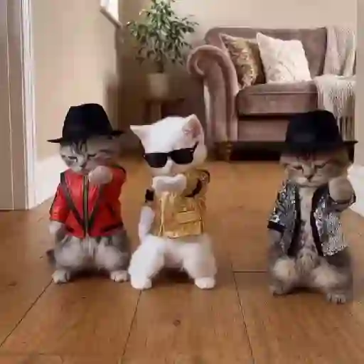 🐈 Dancing Cat🐱Gatos Tiktok📱 6