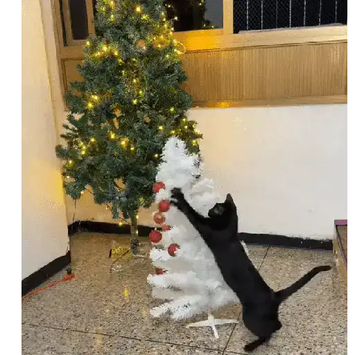 Gata loca 🤨🌲 5