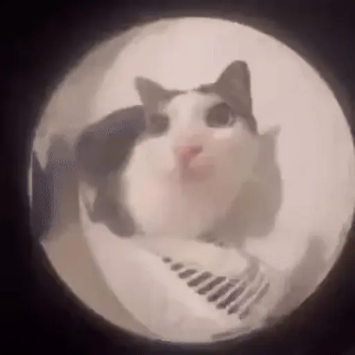 Gatos 😸🐈‍⬛ Michis funny 3🐈 7