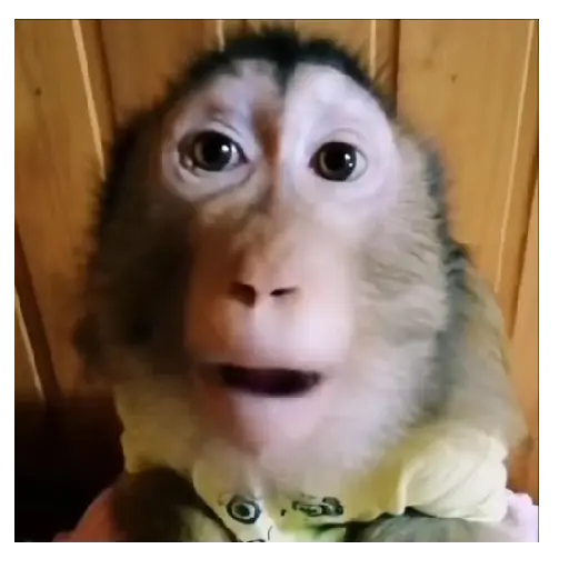 Mono TikTok 🐵 11