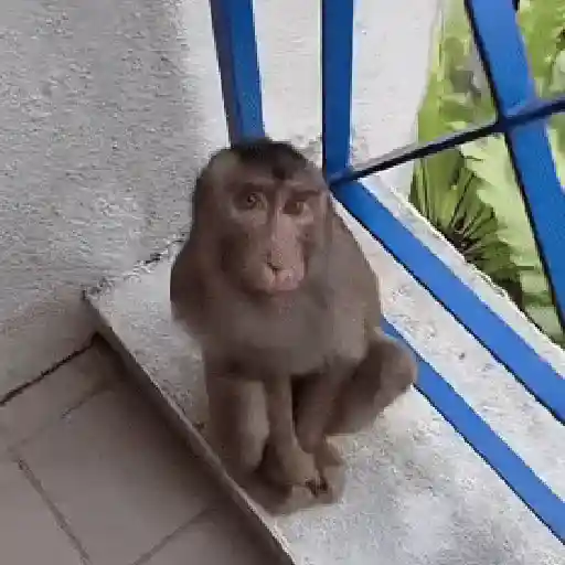 🐒 Monos Risas Meme 🙊🤣 XDXD 4