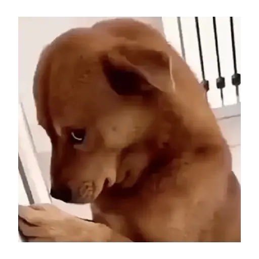Gatos y Perros expresivos 😍❤️ 10