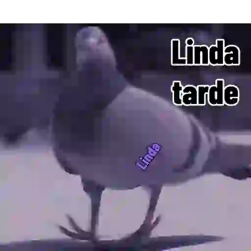 Axy Linda 26-13 1