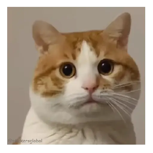 Gatos Memes 😼❤️ 4