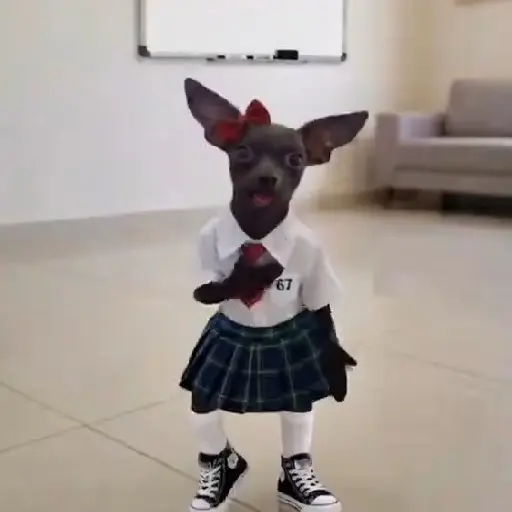 Memes  27