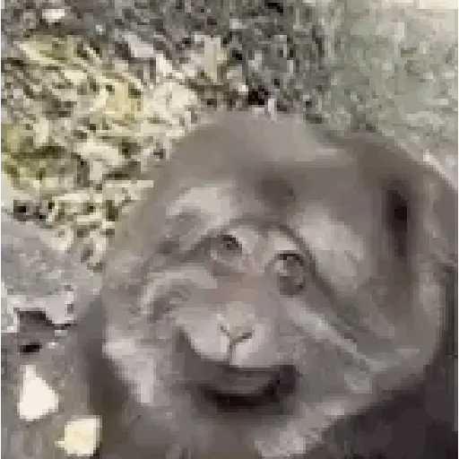 🐒 Monos Risas Meme 🙊🤣 XDXD 7
