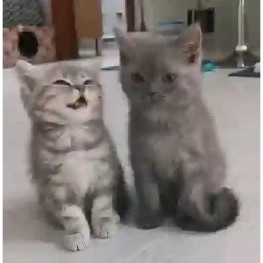 🐱Michis Tiernos✨ 2