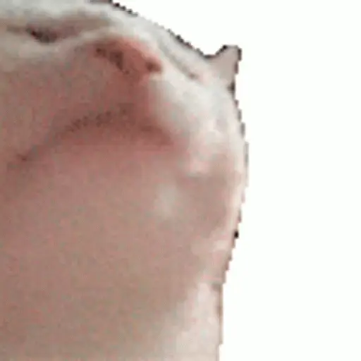 Kucing joget / dancing cat 5