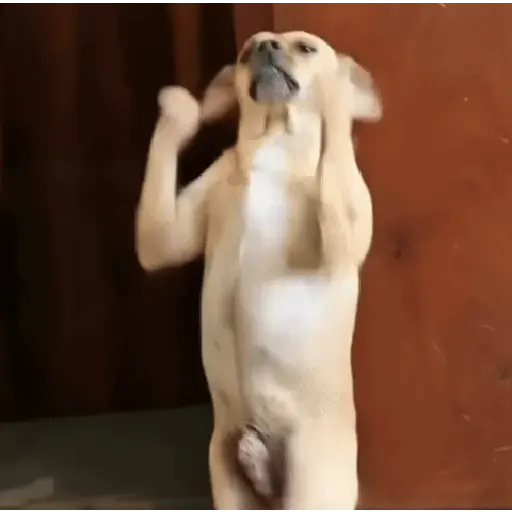 🔥📱 TIKTOK VIRAL 📱🔥 8