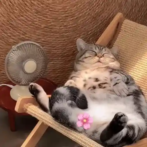 Gatos 😸🐈‍⬛ Michis funny 3🐈 12