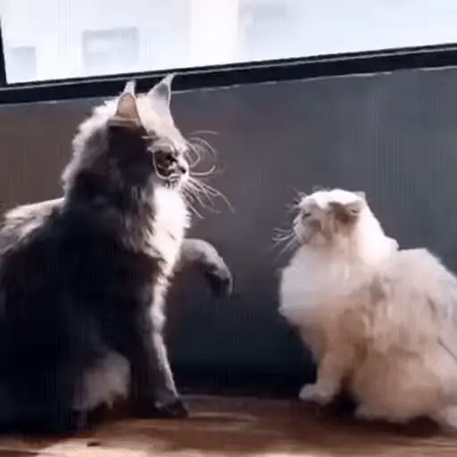 Gatos 🐈🐈‍⬛ Michis funny 😸 7
