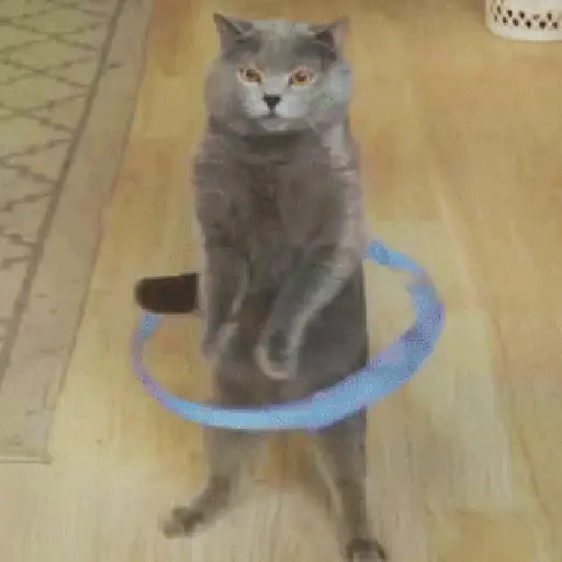 Kucing joget / dancing cat 7