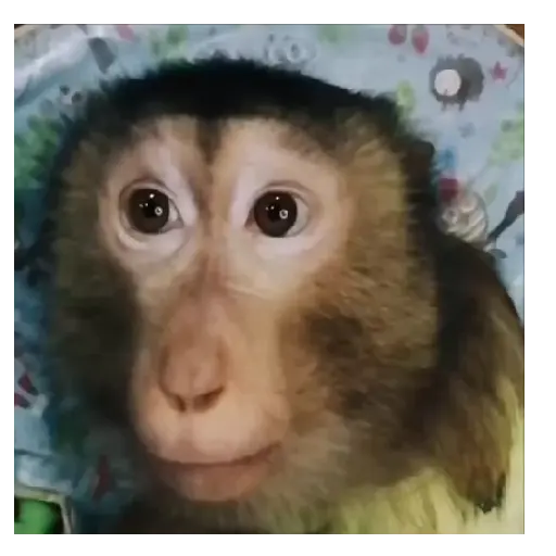 Mono TikTok 🐵 5