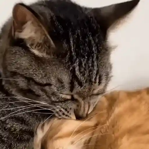 Gatos 🐈‍⬛🐈Michis Funny 2😸 10
