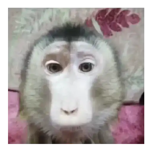 Mono TikTok 🐵 14