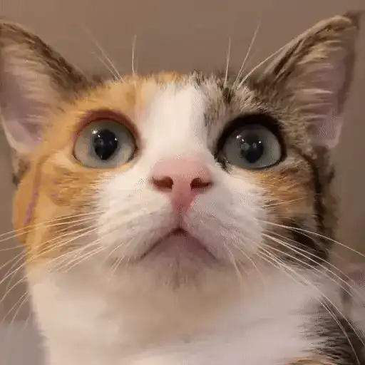 Gatos 🐈‍⬛🐈Michis Funny 2😸 9