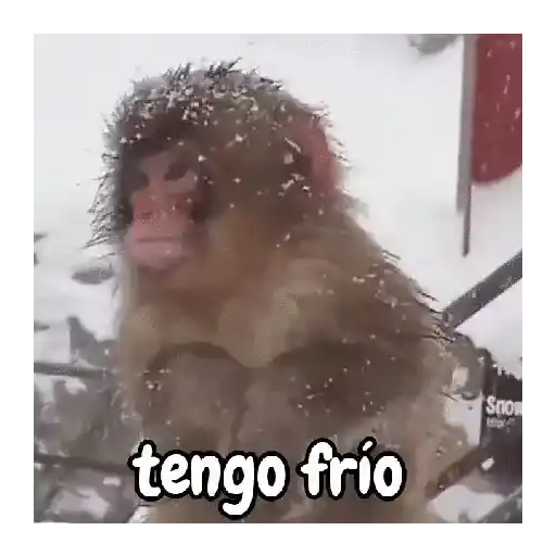 Frío de monos 🙉❄️ 14