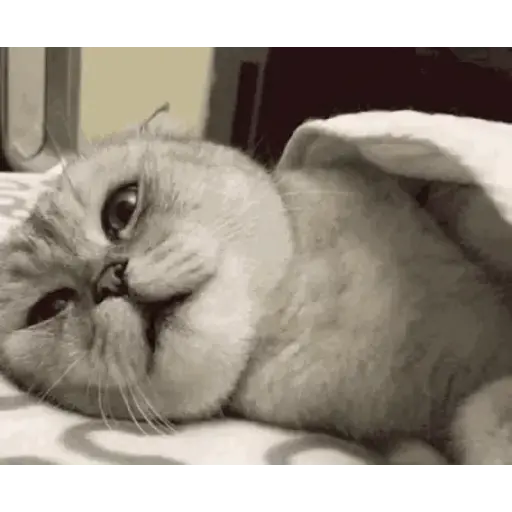 Trending gifs 11
