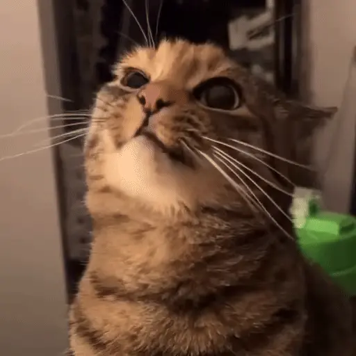 Gatos 🐈🐈‍⬛ Michis funny 😸 10