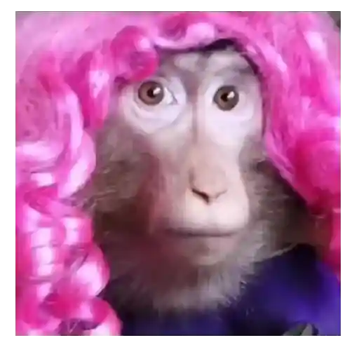 Mono TikTok 🐵 9