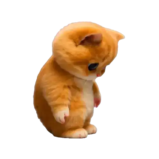 Gatito Bailando 💃🎶 3