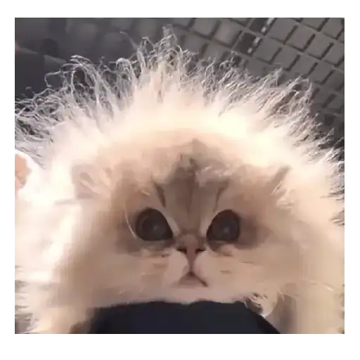Gatos y Perros expresivos 😍❤️ 1