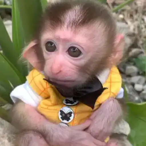 Monitos bonitos y tiernos🥰💕  12