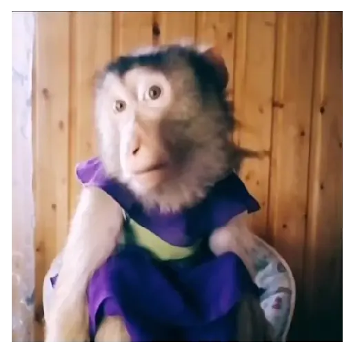 Mono TikTok 🐵 7