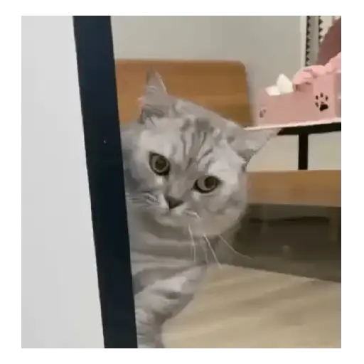 Gatos y Perros expresivos 😍❤️ 3