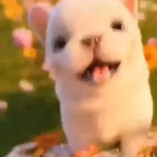 Pibble the dog 🐶❣️🌈 10