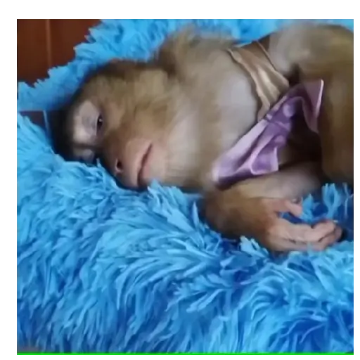 Mono TikTok 🐵 18