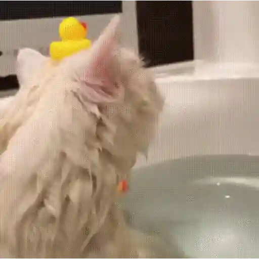 Gatos 😸🐈‍⬛ Michis funny 3🐈 5