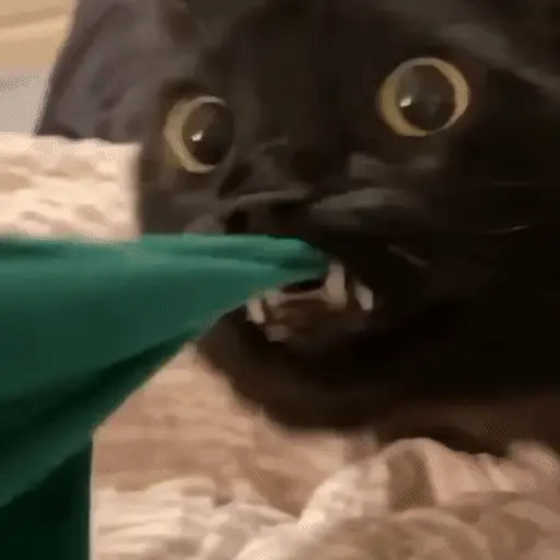 Gatos 🐈🐈‍⬛ Michis funny 😸 9