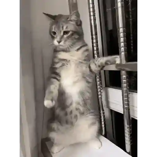 Kucing joget / dancing cat 9
