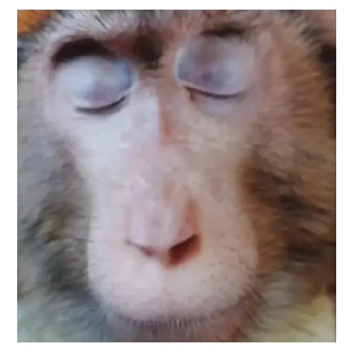 Mono TikTok 🐵 8