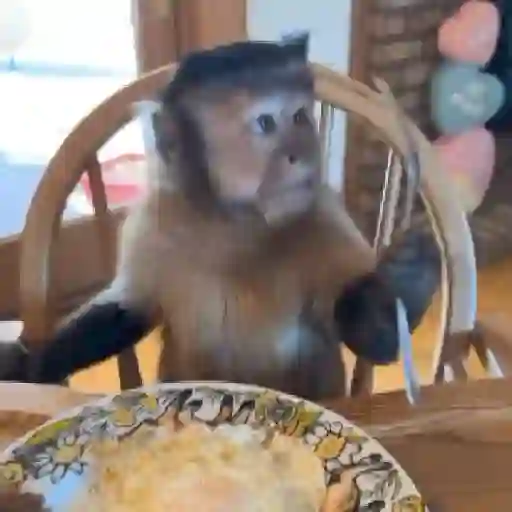 Monitos bonitos y tiernos🥰💕  5