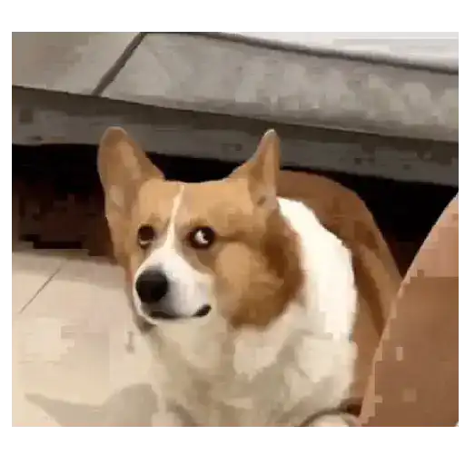 Gatos y Perros expresivos 😍❤️ 8