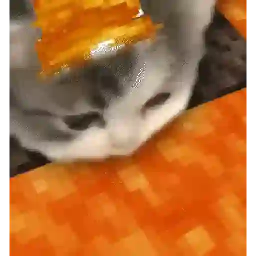 🐱Michis Tiernos✨ 4