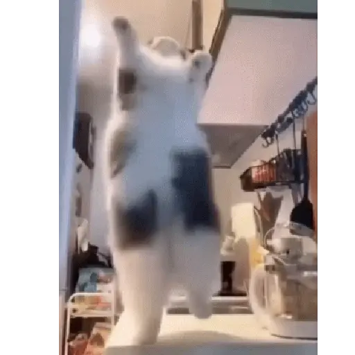 Kucing joget / dancing cat 11
