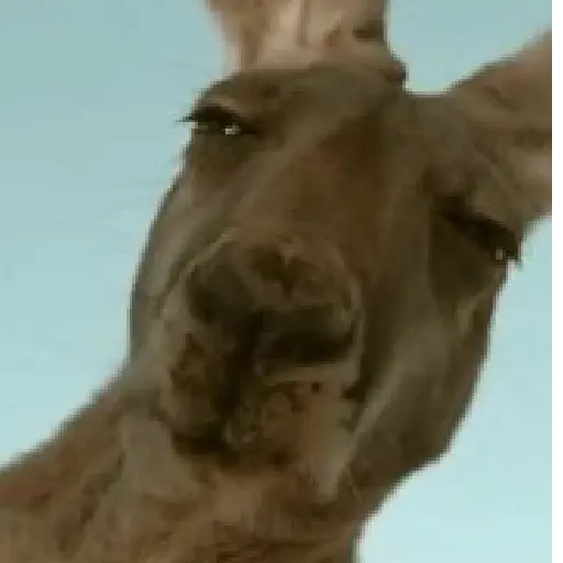 🤨 Sospechoso Meme Sus🫆🧐 3